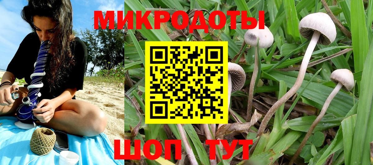 Псилоцибиновые грибы Psilocybe Моздок